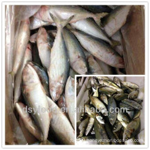 frozen mackerel/frozen horse mackerel/frozen indian mackerel